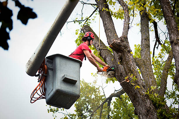 Best Commercial Tree Services  in Victory Lakes, NJ